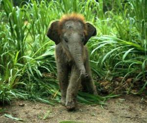 Puzzle μωρό ελέφαντας